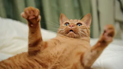 рыжий кот :: котэ (прикольные картинки с кошками) / смешные картинки и  другие приколы: комиксы, гиф анимация, видео, лучший интеллектуальный юмор.