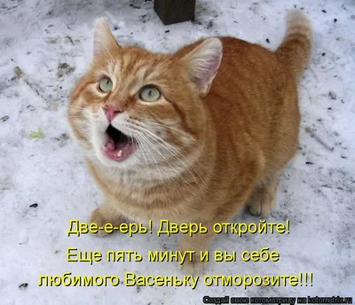 Смешной рыжий кот рисунок - 78 фото