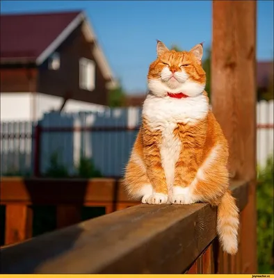 деревенский кот :: рыжий кот :: Довольный :: котэ (прикольные картинки с  кошками) / смешные картинки и другие приколы: комиксы, гиф анимация, видео,  лучший интеллектуальный юмор.
