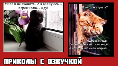 Я в гостях: Я дома: / приколы для чуханов / смешные картинки и другие  приколы: комиксы, гиф анимация, видео, лучший интеллектуальный юмор.