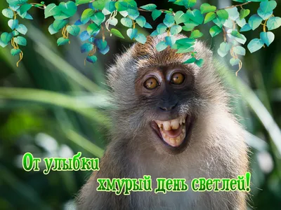 друзья жизнь ржать чай #кофе жизнь #юморкофешоп #кофешопюмор #юмор приколы  юмор смешные видео прикольные картинки смешные картинк… | Смешные рисунки,  Смешно, Шутки