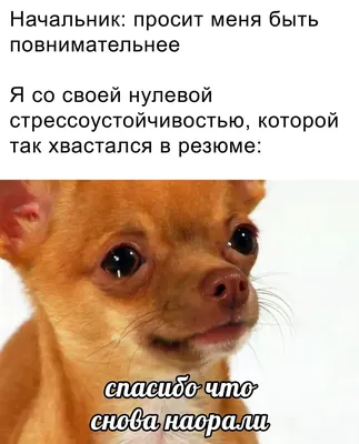 Когда нет работы, а начальник стоит над душой🤭🫣😅 #кинокафе #юмор #приколы  | Instagram