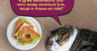 Анекдоты про еду: 50+ шуток о продуктах, напитках и их приготовлении