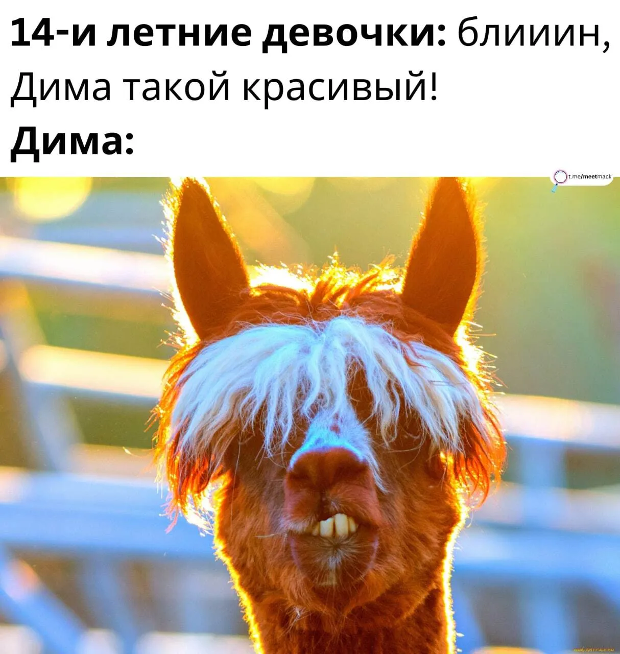мемы про диму|TikTok Search мемы про диму|TikTok Search