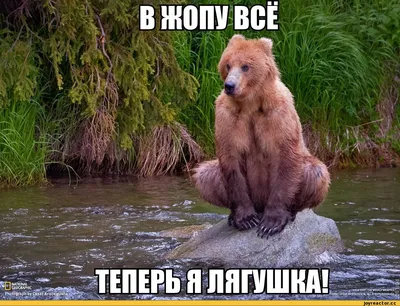 Россия :: стрит-арт :: страны :: Маша и медведь :: крипота / смешные  картинки и другие приколы: комиксы, гиф анимация, видео, лучший  интеллектуальный юмор.
