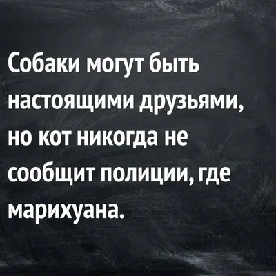 Смешные высказывания картинки (53 фото) » Юмор, позитив и много смешных  картинок