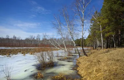 Ранняя весна, таяние снега и льда. Природа в марте. Сцена озеро и лес  сельская Стоковое Изображение - изображение насчитывающей снежок, европа:  212027251