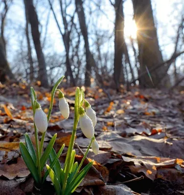Природа в марте (57 фото)