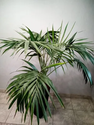 Фото Притчардии: какой размер может достигнуть растение