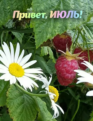 Привет, Июль! Новые летние букеты уже на Lflowers.ru Цена букета на фото -  1900₽ 313 24 21 +79213021754 | Instagram
