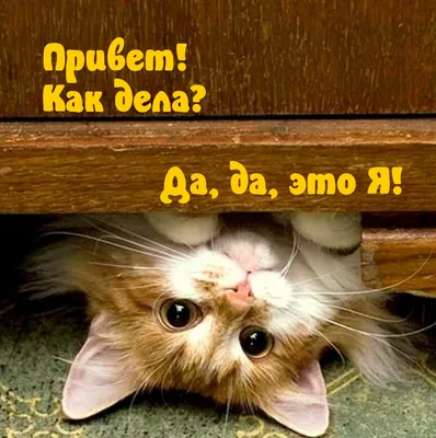 Мини-приют Домовенок Харьков - Мини-приют Домовенок🐈 Приятности!!!!❤ Наша  Танюша теперь киевлянка💗 Мы рады получить от нее и ее новой семьи привет!  Спасибо вам и всего самого доброго , светлого и радостного вашему