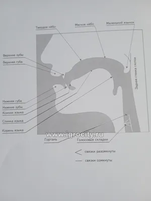 Артикуляция звуков в графическом изображении (логопедические  артикуляционные профили), Гном - купить в интернет-магазине Игросити