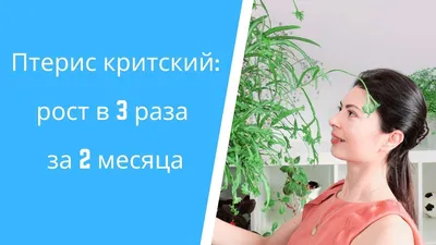 Птерис - растение, которое не боится заброшенных уголков: фото доказательство