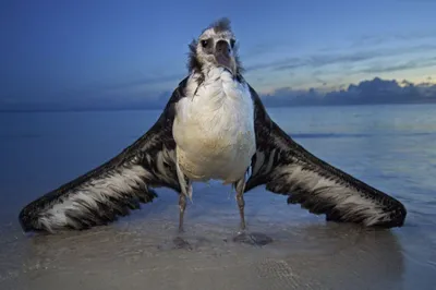 Альбатрос – удивительная птица - Детский Портал Знаний