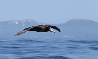 Альбатросы Командорских островов — Командорский