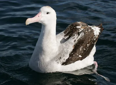 Странствующий альбатрос — Википедия