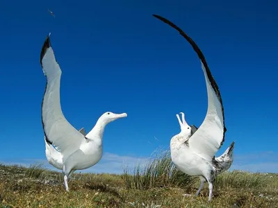 Белоспинный альбатрос - eBird