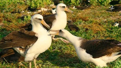 Ученые выяснили, что у пар альбатросов «развод» зависит от личности самца