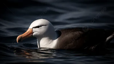 белая птица похожая на альбатроса плавает по воде, картинка альбатроса фон  картинки и Фото для бесплатной загрузки