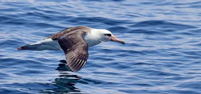 Примечания | «А это альбатрос?» — учимся определять зимующих птиц