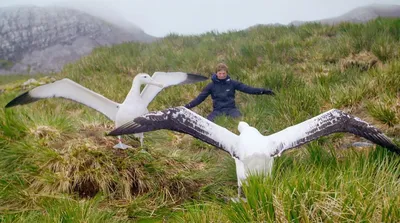 Морской альбатрос птицы сидят на заборе с открытым клювом. На фоне домов  Стоковое Изображение - изображение насчитывающей перемещение, ангстрома:  188157971