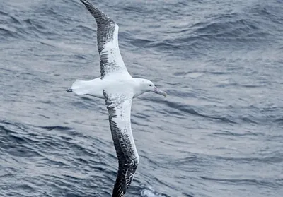 белая и коричневая птица плывущая по воде, картинки альбатрос фон картинки  и Фото для бесплатной загрузки