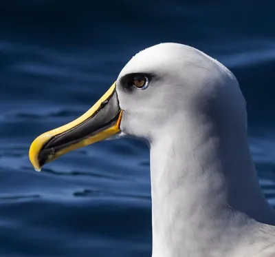 Птица альбатроса, Галапагос. Стоковое Фото - изображение насчитывающей  жизнь, туризм: 30700396