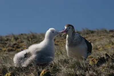 Примечания | «А это альбатрос?» — учимся определять зимующих птиц