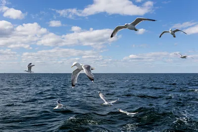 Заметки о морских птицах прибрежных вод Аргентины | ИПЭЭ РАН