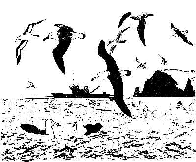 Большая Морская Птица Альбатрос Сидит На Воде С Добычей В Клюве — стоковые  фотографии и другие картинки Без людей - iStock