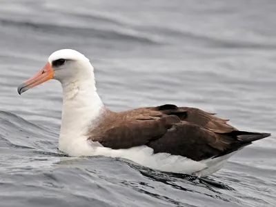 Птица альбатроса над морем стоковое изображение. изображение насчитывающей  головка - 146319561