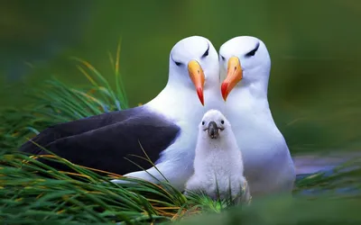 Застенчивый альбатрос и отважная пустельга. 10 фото птиц, которых вы еще не  видели | Правмир