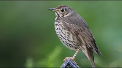 Songbird thrushes | Певчий дрозд, Дрозд, Птицы