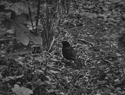 Птица Черный Дрозд Turdus Merula Самец Маленькая Черная Птица Осеннее Время  В Польше Европа — стоковые фотографии и другие картинки Без людей - iStock