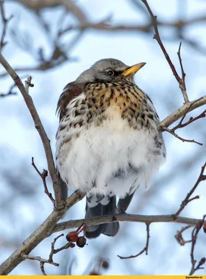 Чёрный дрозд - eBird