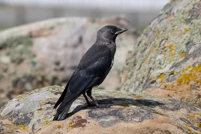 Фото птица Вороны Western jackdaw на ветке Животные