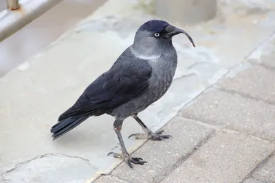 Фотография Галка обыкновенная (Corvus monedula). Птицы Ленинградской  области, Россия. | Фотобанк ГеоФото/GeoPhoto | GetImages Group