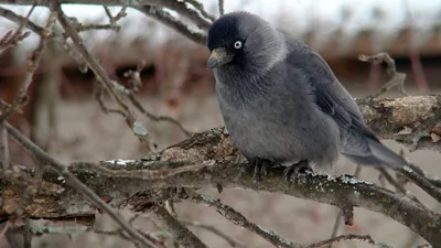 Птица галка: фото и видео «городской» жительницы