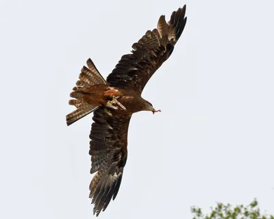 Фотография Птицы Ястреб red-tailed hawk ветка Животные