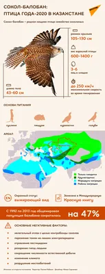 Каких хищных птиц можно встретить в Москве