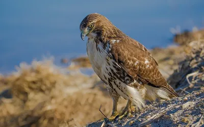 Фотография птица Ястреб Red-tailed hawk Животные