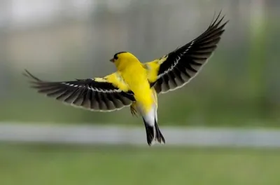 Птица желтого цвета с черными крыльями - 72 фото