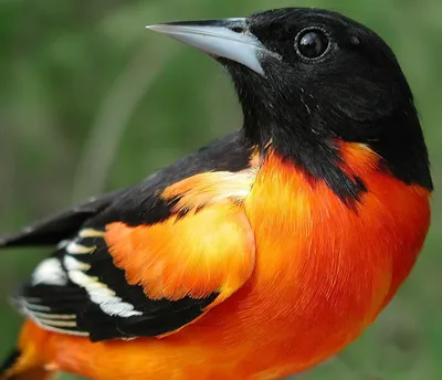 Птица с черно оранжевым окрасом - 72 фото