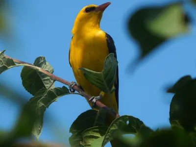 Интернет-урок по окружающему миру «Многообразие животных. Птицы»