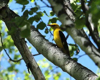 Иволга Oriolus oriolus Eurasian Golden Oriole