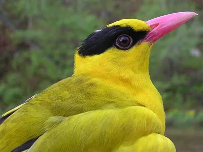 Скачать обои птицы, иволга, icterus galbula, балтиморская иволга, birds  разрешение 1600x1200 #127276