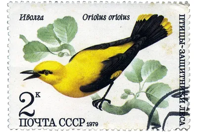 Иволга Oriolus oriolus Eurasian Golden Oriole