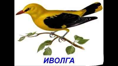 Как живёт иволга: 9 интересных фактов о небольшой птице лимонного цвета |  Приключения натуралиста | Дзен