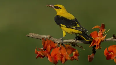 Перелетная птица с желтым клювом - 61 фото