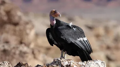 андский Condor Vultur Gryphus - самая крупная хищная птица в мире Стоковое  Изображение - изображение насчитывающей выноситель, парк: 224218509